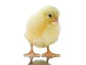 single small yellow chick, isolated on white stock photography